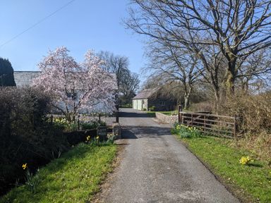 A country road leading to a white house with a flowering tree and a stone building with green doors at Carreg Cennen Cottage in Llandeilo