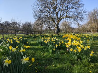 A field with yellow flowers and leafless trees behind a wooden fence at Carreg Cennen Cottage in Llandeilo