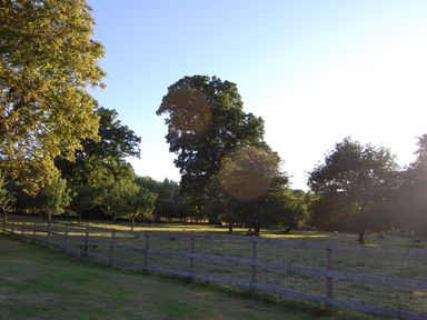 A fenced grassy field with trees and sheep in the background at Carreg Cennen Cottage in Llandeilo