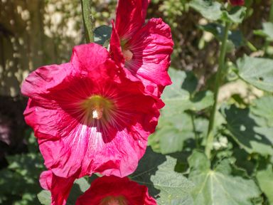 A close up of red flowers with green leaves in a garden at Sea Change Newholm near Whitby