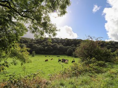 A green field with cows grazing and trees in the background at Sycamore Vestry in Pontfaen near Fishguard