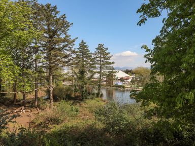 An outdoor area with trees, a rope bridge, and a small pond with buildings and mountains in the background at 171 Snowdonia View in Chwilog