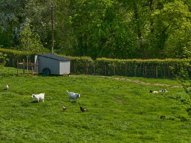 A grassy field with goats and chickens near a small shed surrounded by trees and a wire fence at Holly Lodge in Forden near Montgomery