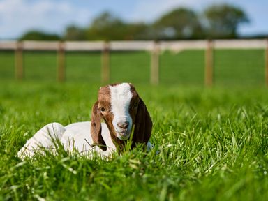 A young goat lying in green grass in a fenced field