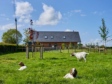 A grassy yard with three goats and a wooden house with a slate roof in the background at Holly Lodge in Forden near Montgomery