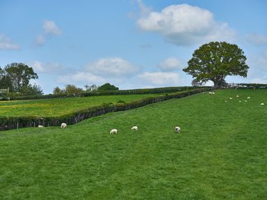 A green field with sheep grazing and trees under a blue sky at Holly Lodge in Forden near Montgomery
