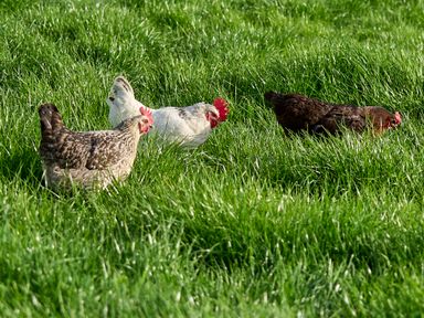 Three chickens standing on green grass in an outdoor area at Holly Lodge in Forden near Montgomery