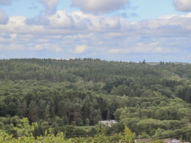 A forest landscape with dense green trees and parked white vehicles at Corner House in Cinderford