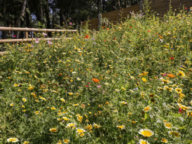 A garden with numerous small yellow and white flowers surrounded by trees and a wooden fence at Stag Cottage in Lytchett Matravers