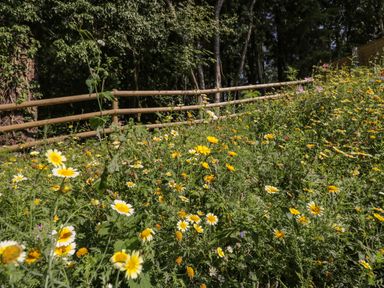 A field of yellow and white flowers with a wooden fence and trees in the background at Stag Cottage in Lytchett Matravers