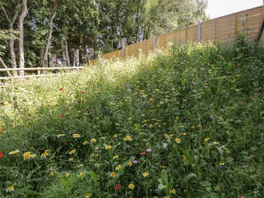 A wildflower meadow with various yellow and purple flowers next to a wooden fence and trees at Stag Cottage in Lytchett Matravers