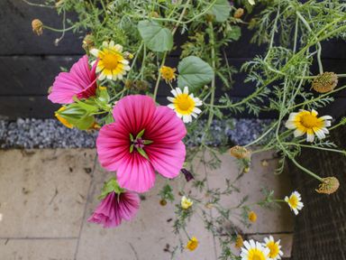 Pink and yellow flowers with green leaves on a tiled surface outdoors at Stag Cottage in Lytchett Matravers
