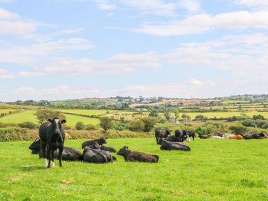 A grassy field with cows lying and standing with a rural landscape in the background at Sycamore Lodge in Porkellis near Helston