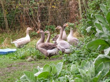 Seven geese standing on grass near plants and a wire fence at The Woodlands Lower Level in Stepaside