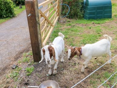 Two goats near a fence at The Woodlands Lower Level Stepaside