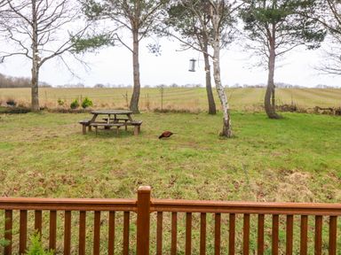 A grassy backyard with a wooden picnic table a bird feeder hanging from trees and a pheasant eating at Woodpecker Lodge in Dunbar
