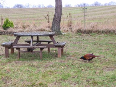 A wooden picnic table with benches on grass near a tree and a bird feeder with a pheasant on the ground at Woodpecker Lodge in Dunbar