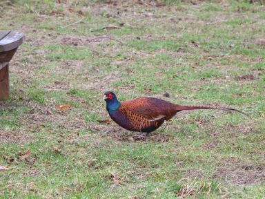 A pheasant walking on grassy ground near a wooden bench at Woodpecker Lodge in Dunbar