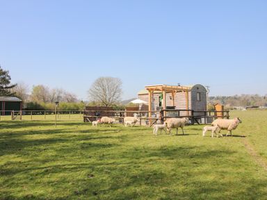 A fenced outdoor area with sheep and lambs near a small wooden hut in a grassy field at Balwen Shepherd's Hut in Berriew