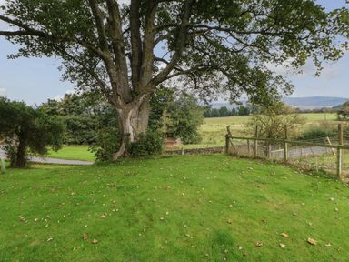 A large tree on a grassy lawn with a wooden fence and fields in the background at Row End farm in Brough