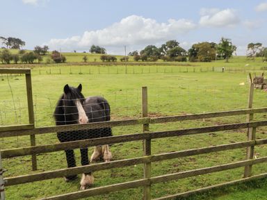 A black and white horse standing behind a wooden and wire fence in a grassy field at Row End farm in Brough