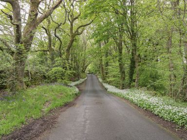 A narrow paved road lined with white flowers and tall trees at Oxen Park Farm Cottage Oxen Park near Ulverston