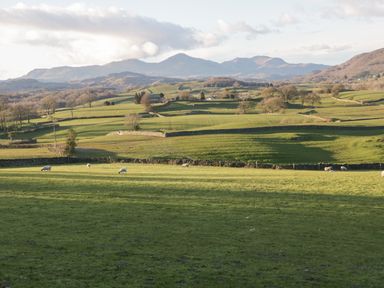 A rural landscape with green fields sheep stone walls and distant hills at Oxen Park Farm Cottage in Oxen Park near Ulverston