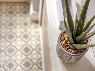 A potted succulent plant on a white surface with patterned floor tiles in the background at 1 Wesley Mews in Alnwick