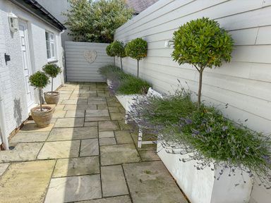 A patio with potted trees and lavender plants along white walls at Ty Coed in Abersoch