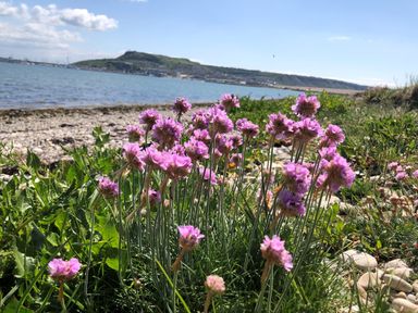 Purple flowers growing on a grassy shoreline with a pebble beach and water in the background