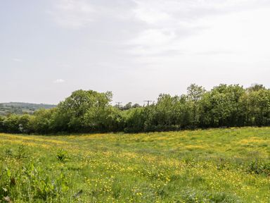 A grassy field with yellow flowers and trees in the background at The Shippon in Honiton