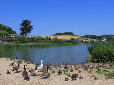 A lakeside scene with multiple ducks and geese on a pebble shore with houses and hills in the background at The Barn 20 At The Beach Torcross