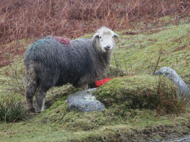 A sheep standing on grass near rocks with dry vegetation in the background at Brookside in Grizebeck