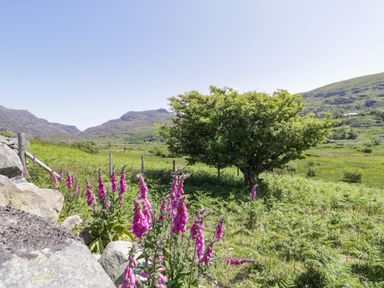 A green field with purple flowers and a tree with mountains in the background at Llethr - Shepherds Hut Llanbedr