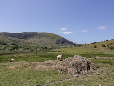 A grassy field with sheep and hills under a clear sky at Llethr - Shepherds Hut in Llanbedr
