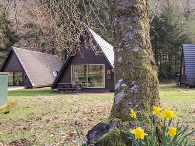 A grassy area with yellow flowers and mossy tree trunk near wooden A frame cabins at Owl Lodge South Laggan near Invergarry