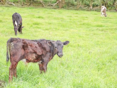 A black calf standing on grass in a field with two other calves grazing in the background at Braeside Farm House in Cloughmills