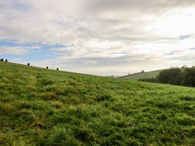 A grassy field with a few cows grazing on a hill under a partly cloudy sky at 1 Caddaford Barns in Buckfastleigh