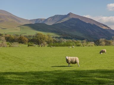 A green field with sheep grazing and hills in the background at Ashness in Bassenthwaite near Keswick