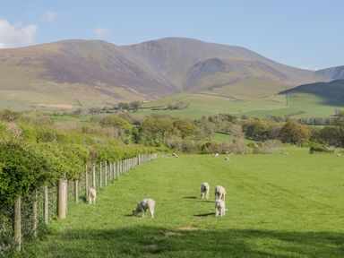 A green field with grazing sheep and trees with hills in the background at Ashness in Bassenthwaite near Keswick
