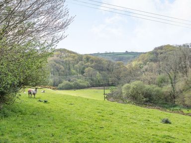 A grassy field with sheep near trees and hills in the background at Apple Barn in South Molton