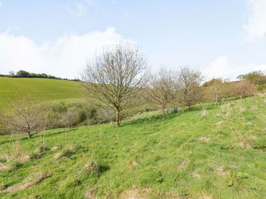 A grassy hillside with leafless trees and a blue bench at Apple Barn in South Molton