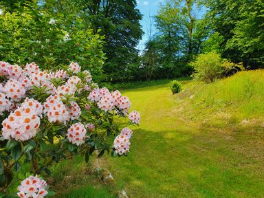 A garden path with blooming pink flowers and green trees at Ty Barcud in Llanfair Clydogau