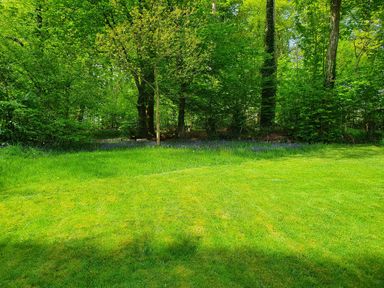 A grassy lawn with trees and a wooded area in the background at Ty Barcud in Llanfair Clydogau