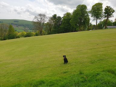 A large grassy field with a black dog sitting in the middle and trees in the background at Ty Barcud in Llanfair Clydogau