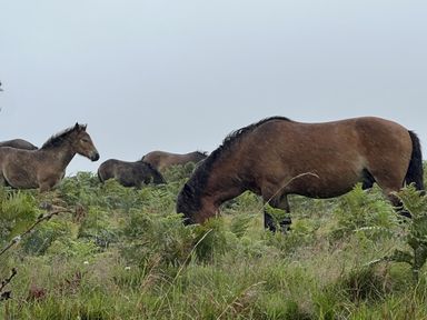A group of horses in a grassy area with ferns at Hazel Barn in North Molton