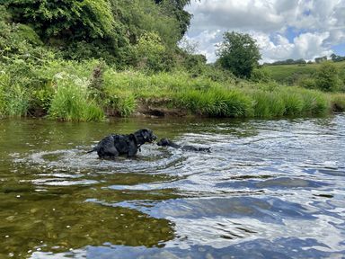 Two dogs playing in water by the river at Oak Cottage in North Molton