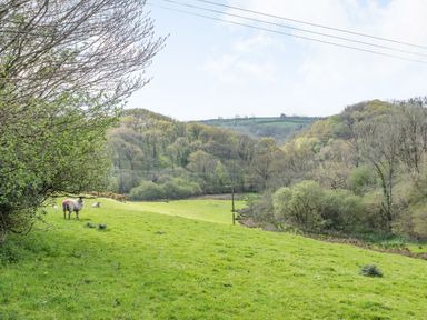 A grassy hillside with sheep near trees and hills in the background at The Hawthorns in North Molton