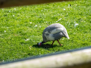 A bird pecking the grass in an outdoor area