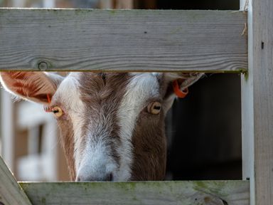 A goat looking through a wooden fence at Atlantic Lodge in Port Isaac
